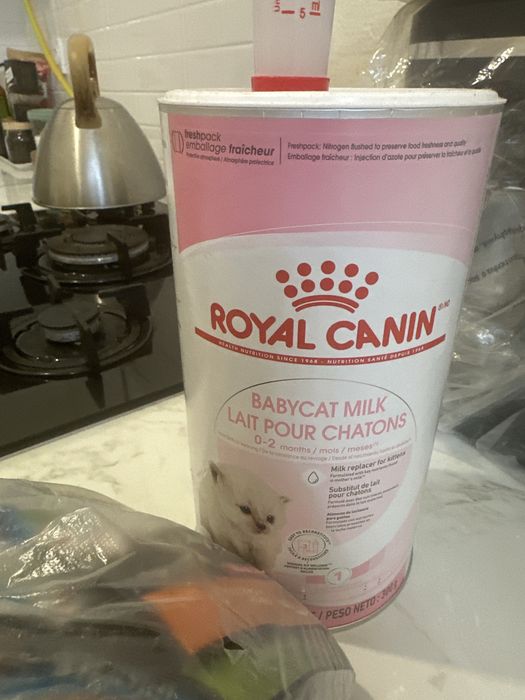 Все для вашего котенка