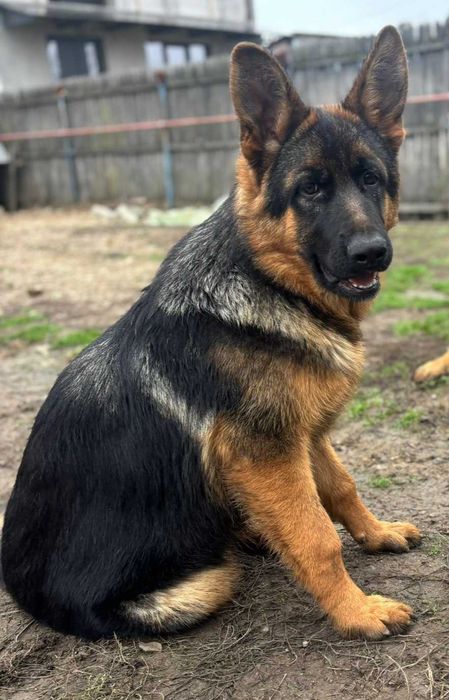 Pui Ciobanesc German Cu Pedigree