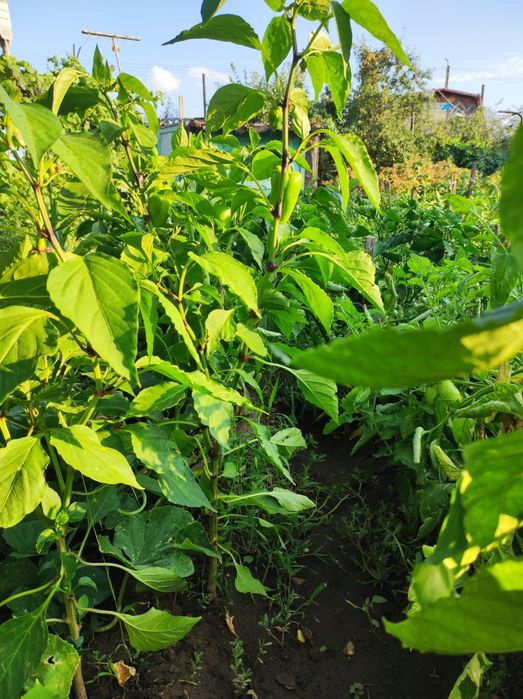 Дача Автообъединение (Медьзавод)