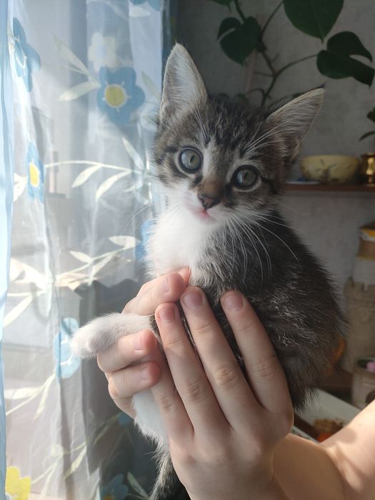 Отдам котят, Майкудук