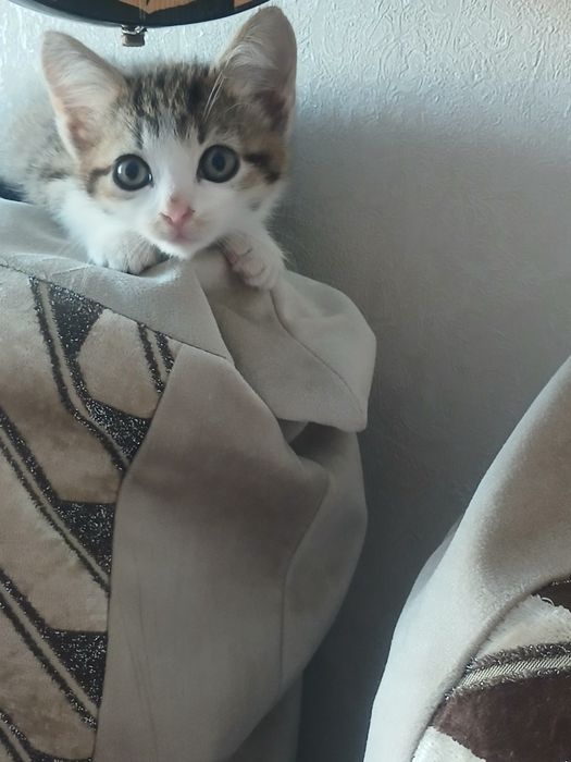 Котёнок приучен к лотку