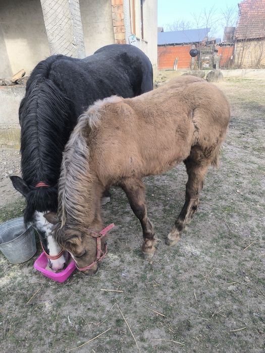Mânz din rasa semigreu