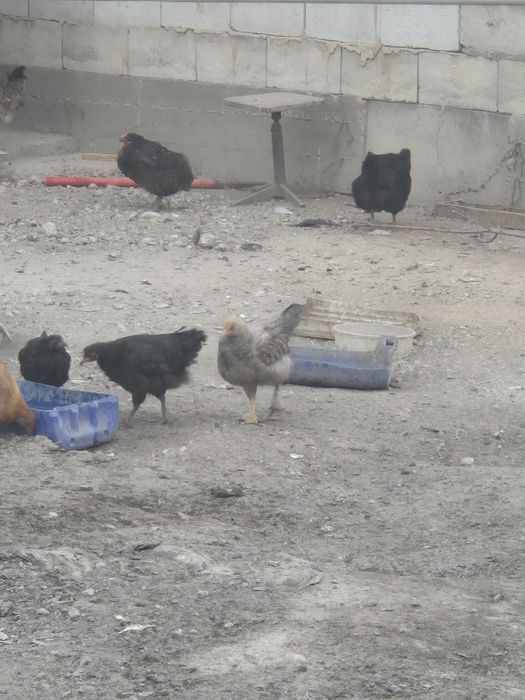 Тауық курица домашние