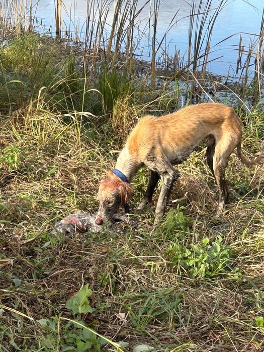 Продам кобель тазы