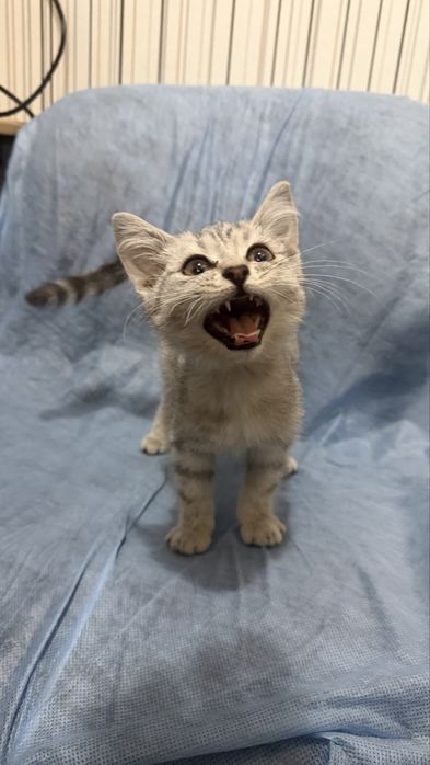 Котенок - мальчик, маленький, ищет свою семью.