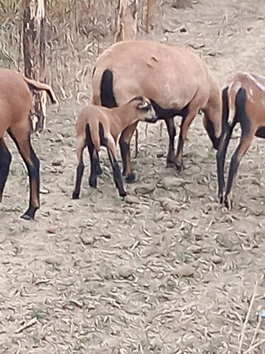 Vând oi  și miei camerun