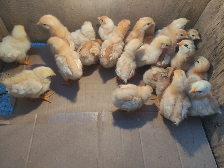 Продам цыплят Ломан Браун