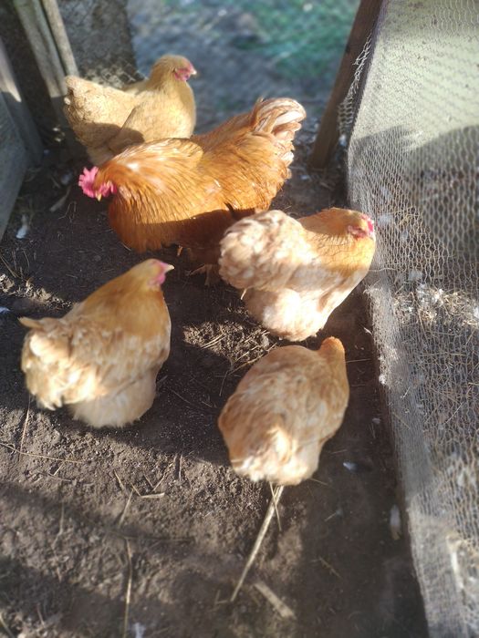 Пилета и яйца от много видове кокошки.Видин