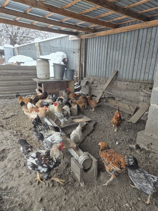 Куры, петухи молодки