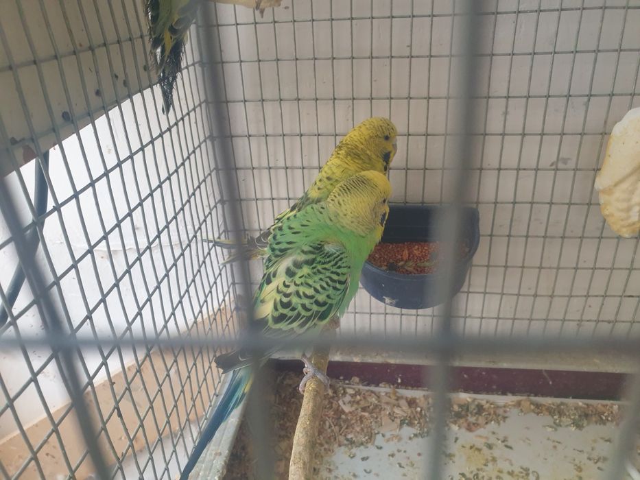 1para chex 4ta tuxumi bilan