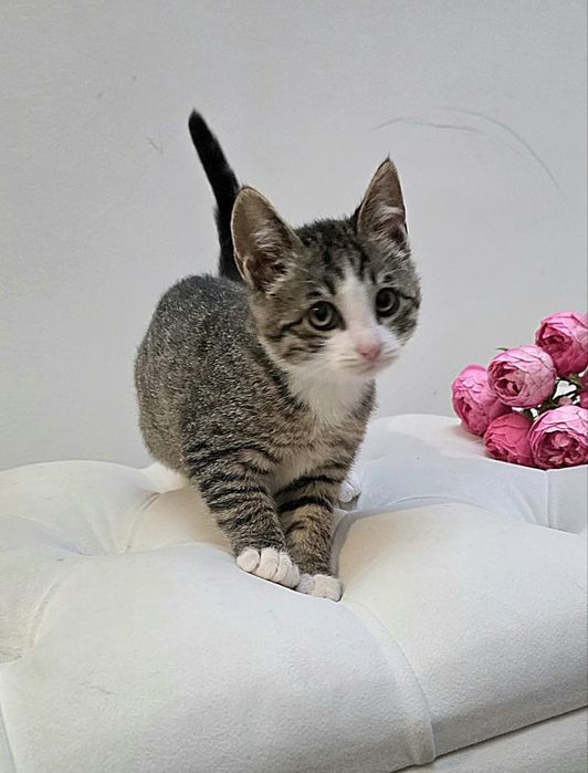 Очень ласковые котята! С доставкой!
