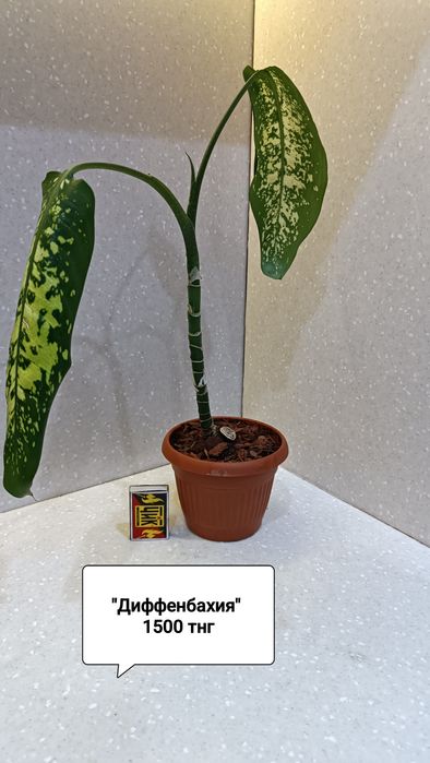 Цветы комнатные в горшках