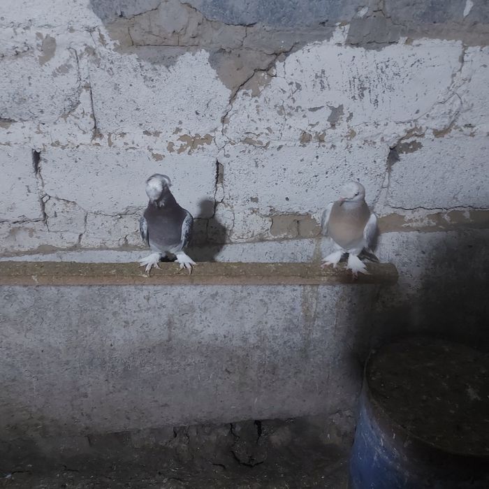 Тала насачуби двух чуби оба самец