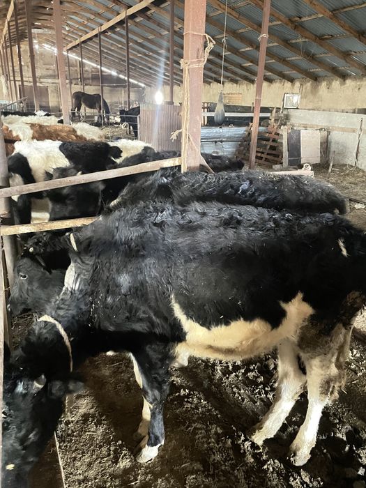 Продается скот галештейн