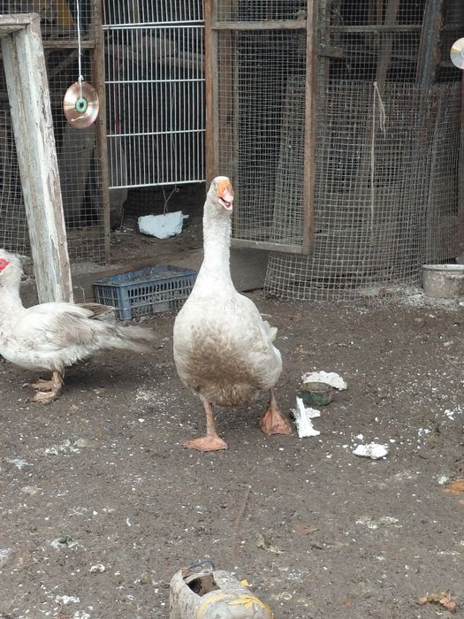 продам гусей семья 4+1
