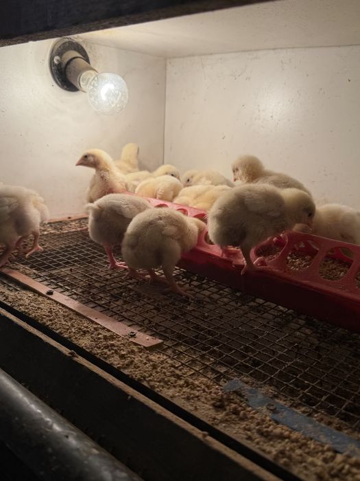 Бройлер росс 308 недельные