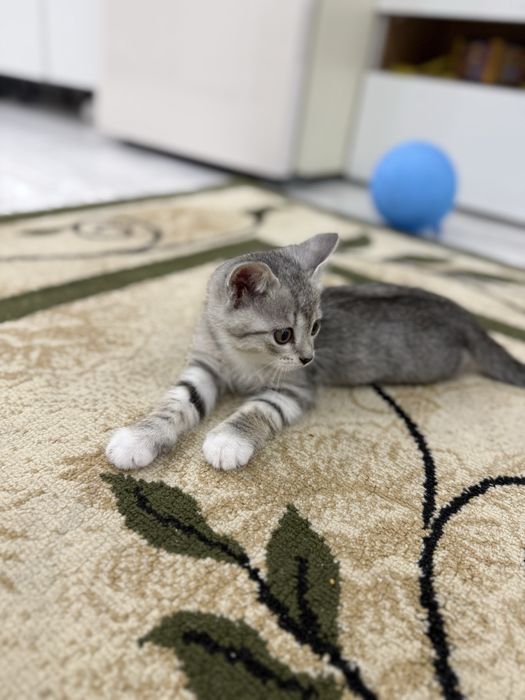 Отдам котенка в добрые руки!