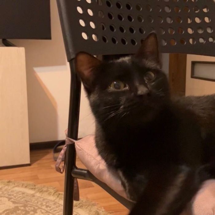 Молодая кошечка в добрые руки