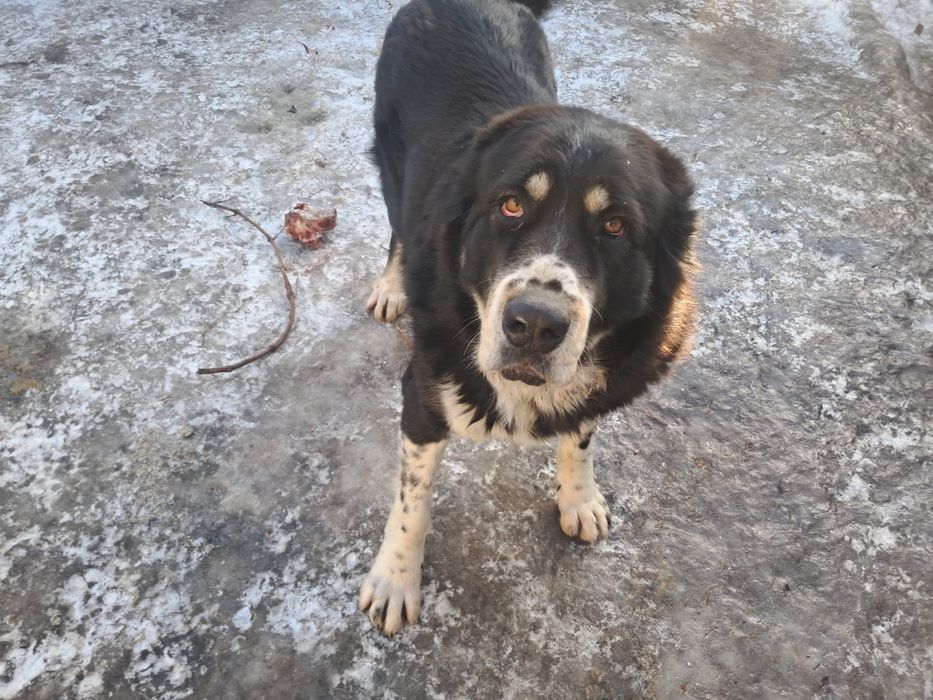 Продам суку Алабай