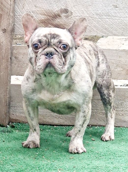 Mascul buldog francez merle