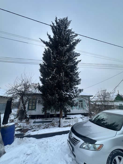 Ель. Продам срочно