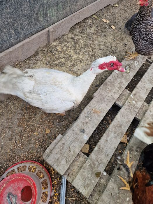 Vând 2 rațe (rațoi)
