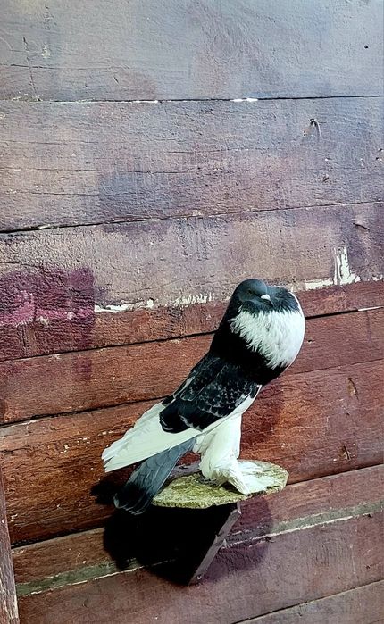 Porumbei diferite rase