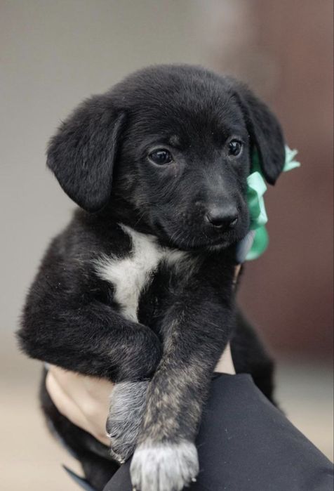 Красивые щенки в добрые руки