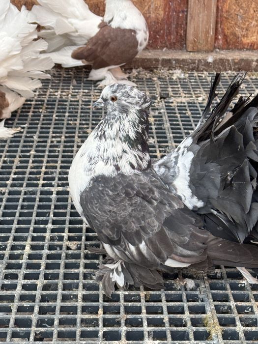 Vand Voltati indieni