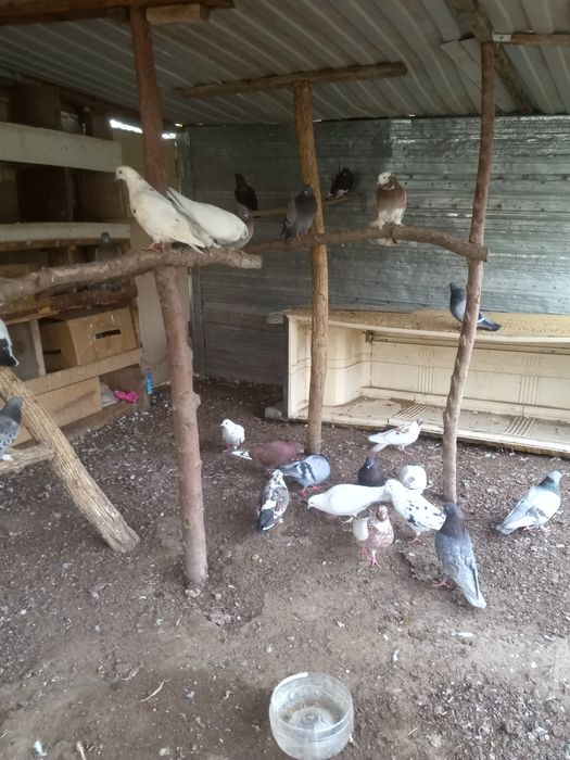 Продам,обмен голубей домашних.