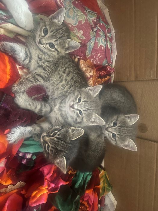 Бесплатно котята