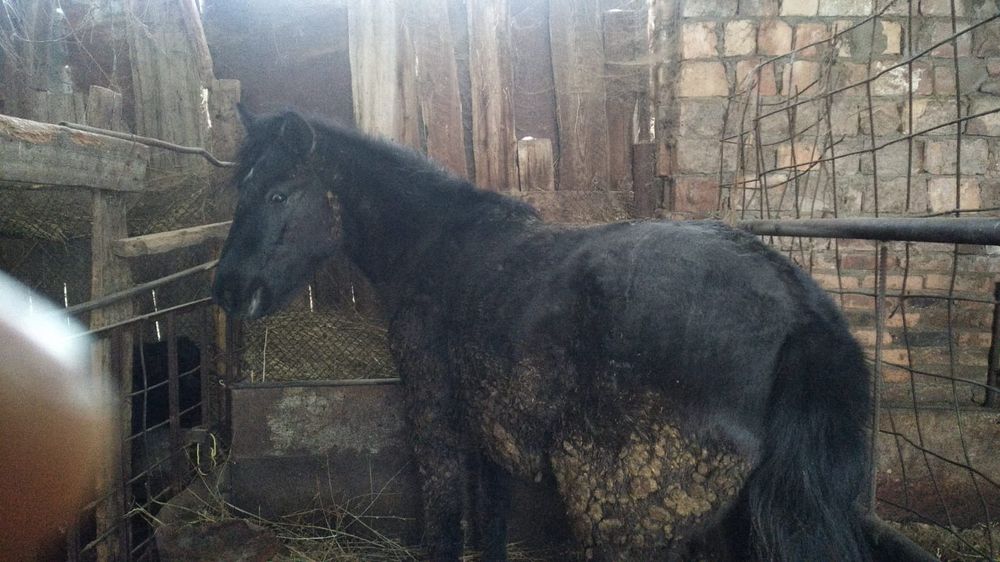 Тайлар,байталдар сатылады