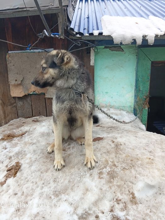 Отдам щенка 8 месяцев в хорошие руки.