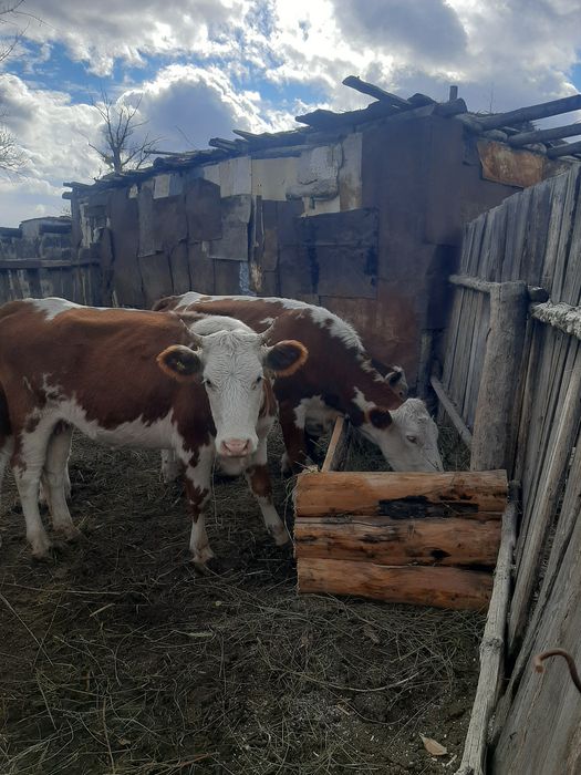 Продаются коровы
