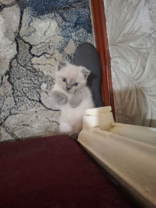 Катёнок Скотиш фолд. Скотиш страйт
