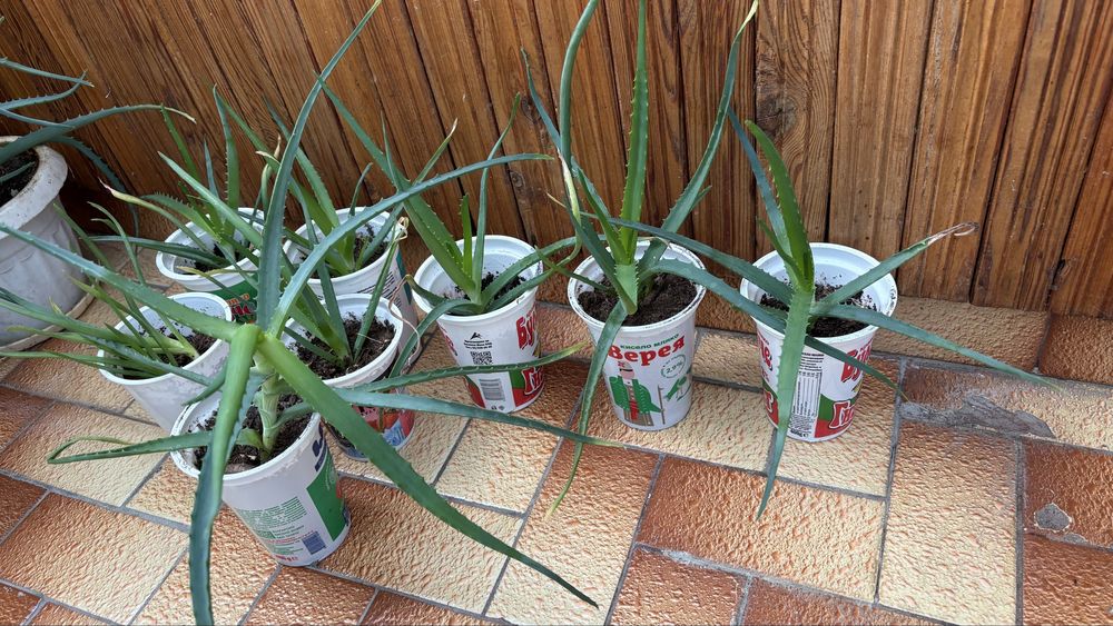 Алое вера в кофички засъдено