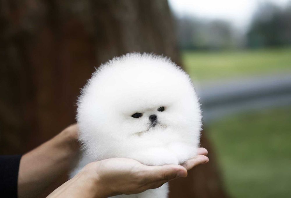 Pomeranian - Catei de  Rasa Pura - Pedigree FCI