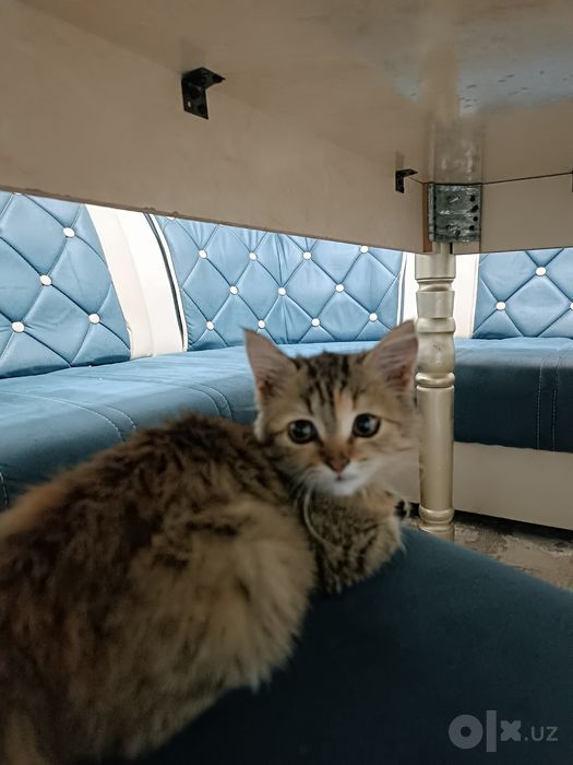 Mushuk hadyaga qiz bola