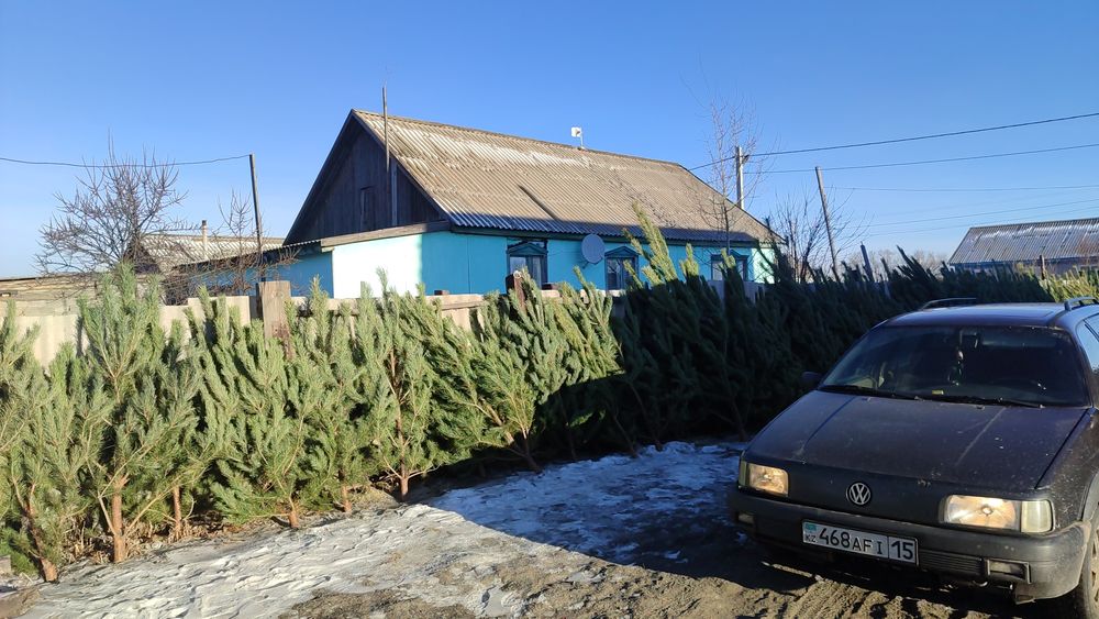 Сосны Ёлочки живые