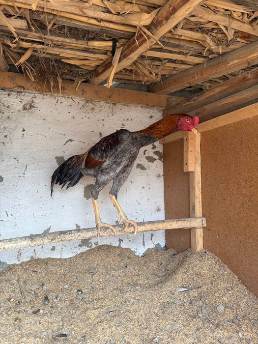 Июнь шожеси сатылымда