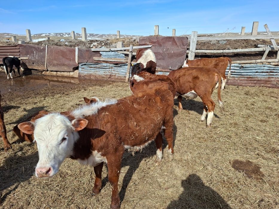 Продаются телочки