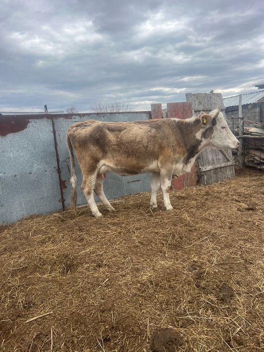 сиын бузауымен сатылады.              .                              .