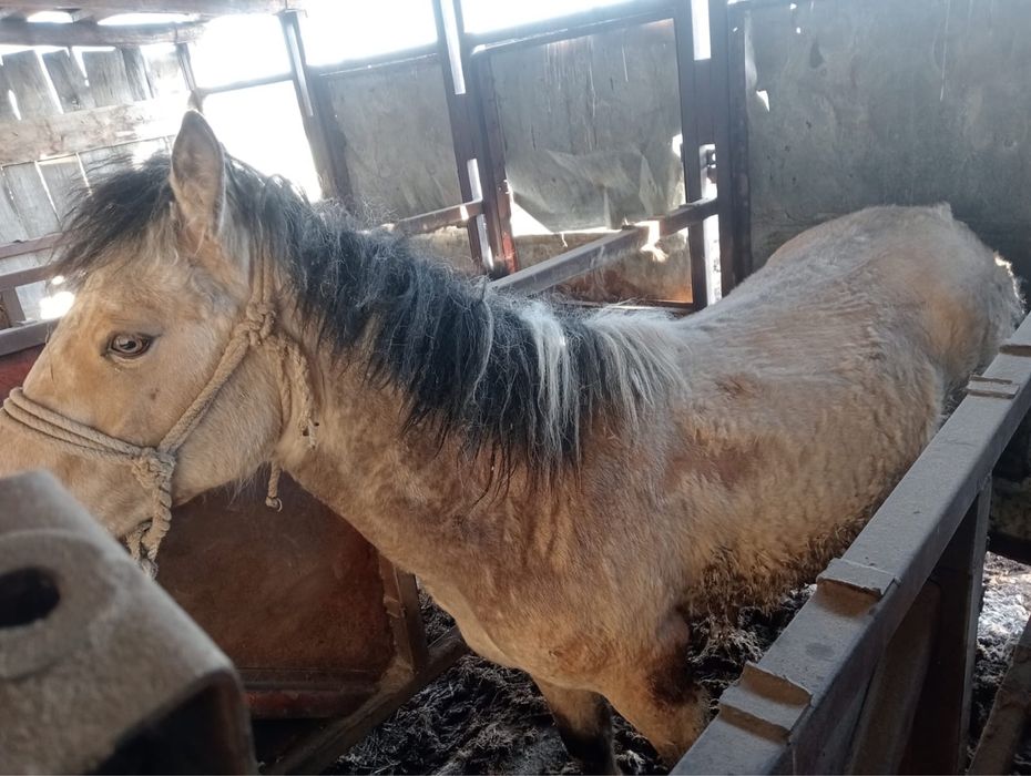 Жылкы сатам бордакы. Продам лошадь откорм