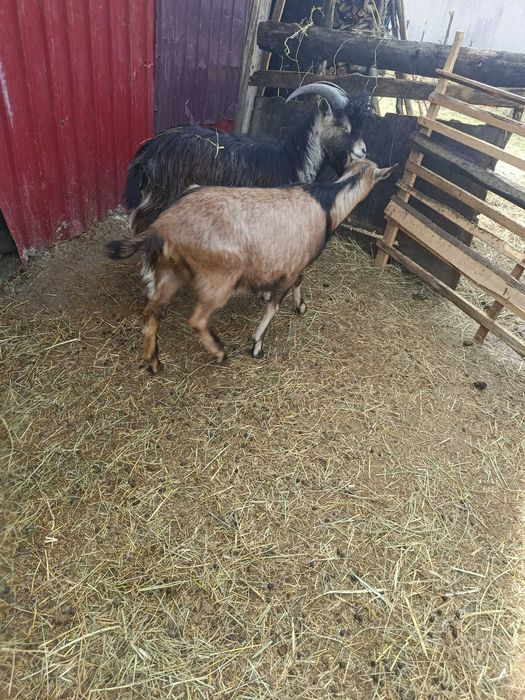 Capre  și țap de 1 an
