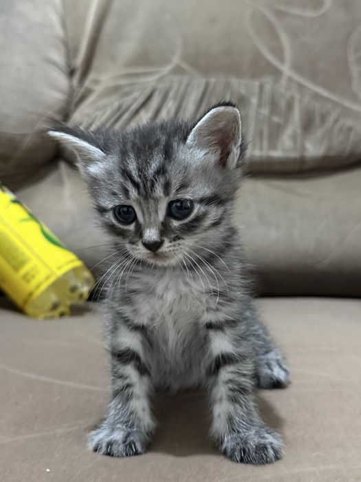 Отдам котят бесплатно