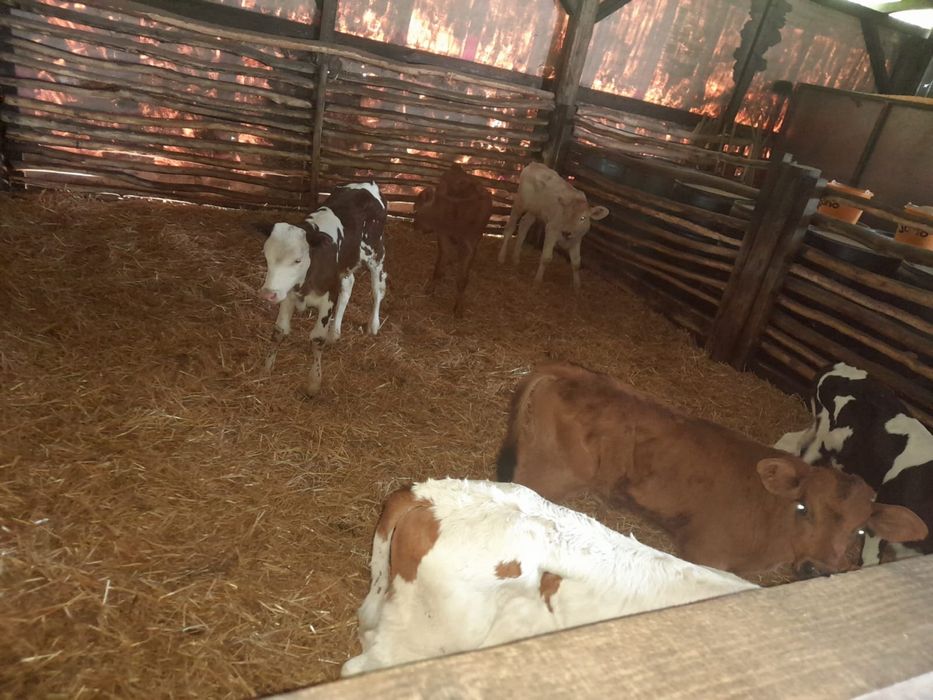Vând viței înțărcați și semi înțărcați