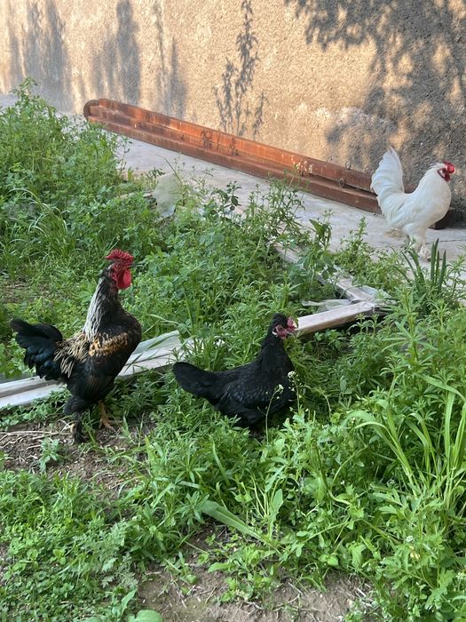 Япон хурозлари ва товук