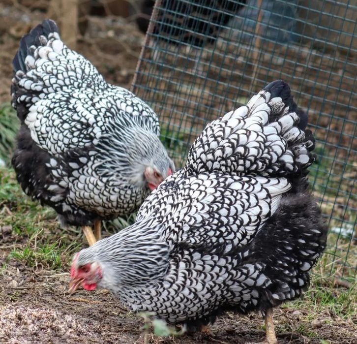 Инкубацыоны яйцо виандот серебро