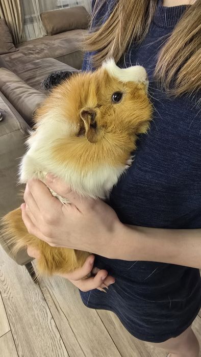 Продам морских свинок с клеткой