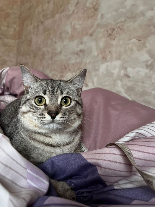 Кот британец 1.5 год  ВЯЗКА  с ОПЫТОМ